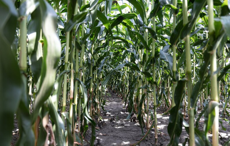 Almost all of Africa’s maize crop is at risk from devastating fall armyworm pest, study reveals