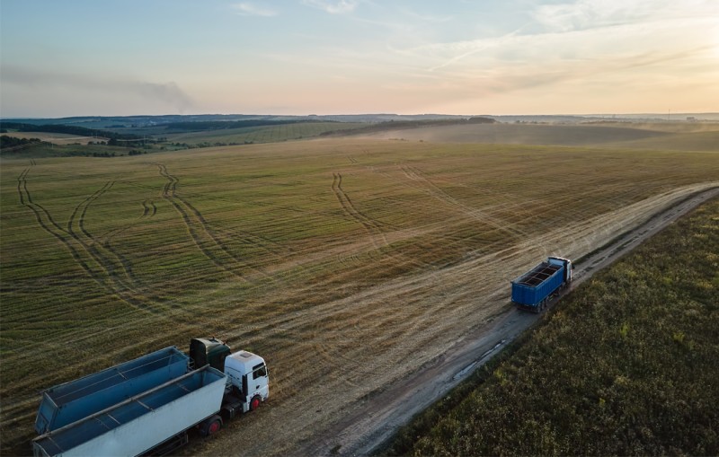 Discovery advances biofuel crop that could curb dependence on fossil&nbsp;fuel